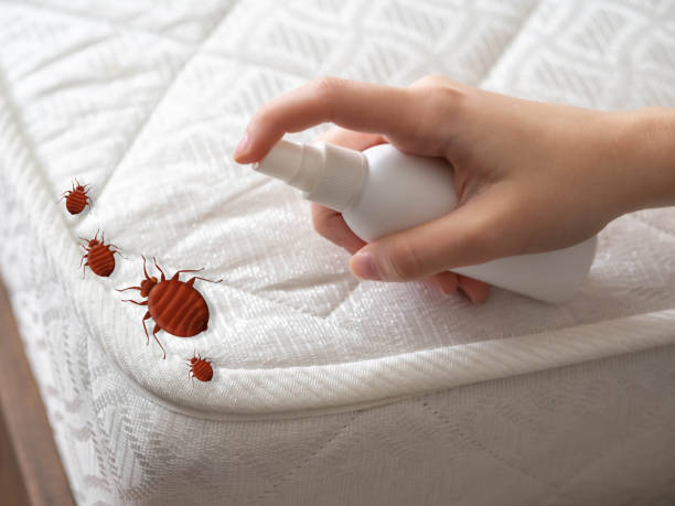 Best Local Pest Control Services  in Bluffton, IN
