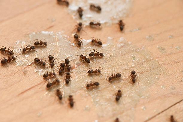 Best Affordable Pest Control Services  in Bluffton, IN